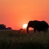 Elephant Sunset
© 2020 FJ Schmitt