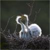 Baby Egrets
© 2019 J. Chung